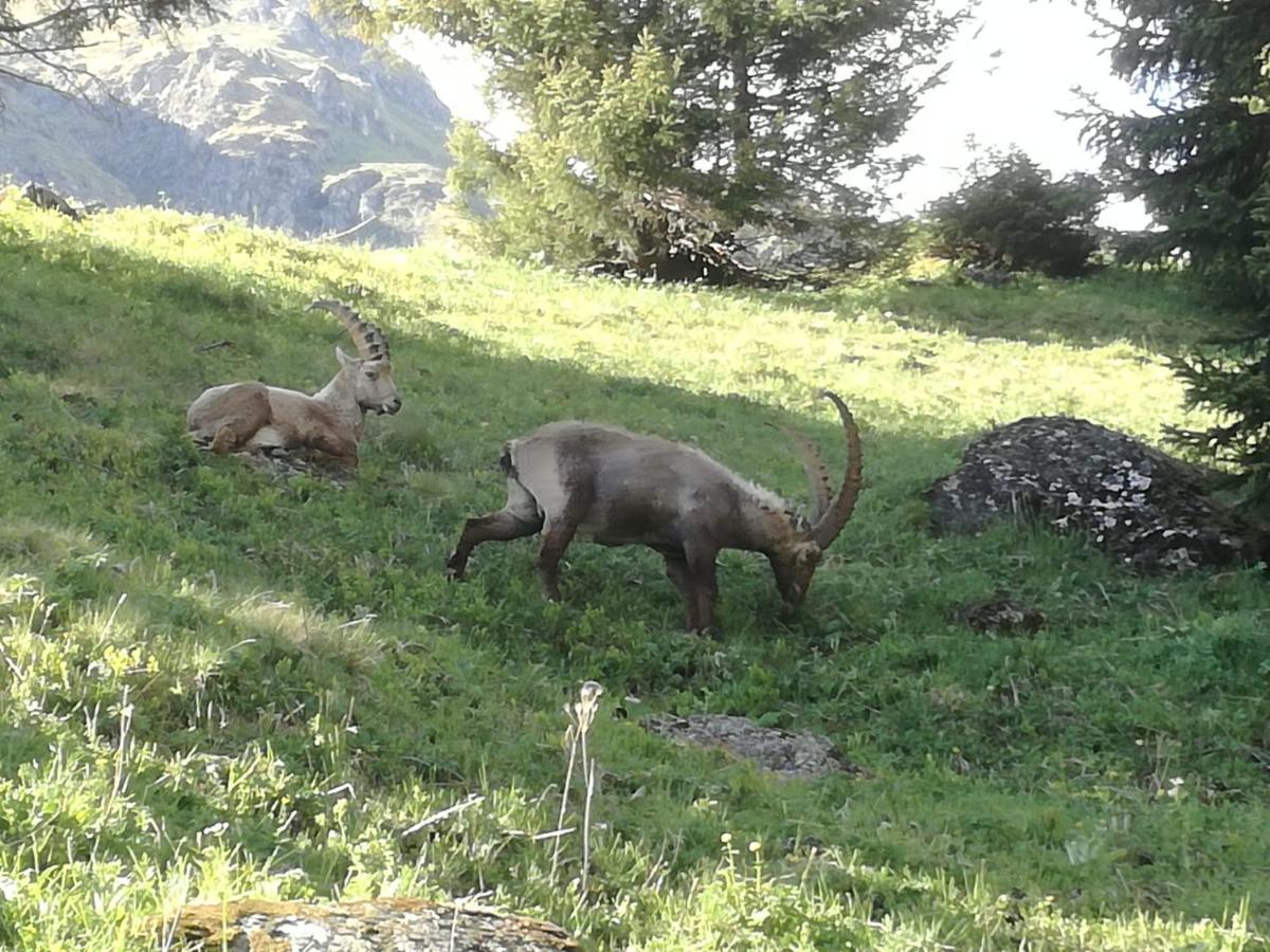 Le Cocon Du Catogne Proche Martigny Verbier - Netflix - Valettes Exteriör bild